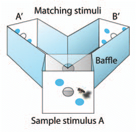 Figure 2 (adapted from Pahl et al.Citation13). Delayed match-to-sample (DMTS) setup in a Y-maze. The bee has to memorize the sample stimulus A (two blue dots) and to recall it when deciding for one of the two matching stimuli A' or B' inside the maze. The exit A' leads to a reward (a sugar solution) in this example. The location of the reward was randomized irregularly among A' and B', respectively. During testing, the arrangement of dots differed between the entrance A and the correct exit A'. In order to make the task much more difficult, the dots were arranged in randomized orientations between stimulus A and A'. Finally the dots were replaced by novel objects some of which the bees had never seen before: yellow lemons, green leaves, yellow stars or blue dots in random orientations.Citation6 Baffles behind the exits A' and B' prevent the bees from seeing the reward. In this context it is relevant to remember that the duration of the visual working (short term) memory of the honeybee is less than 10 seconds.Citation14.