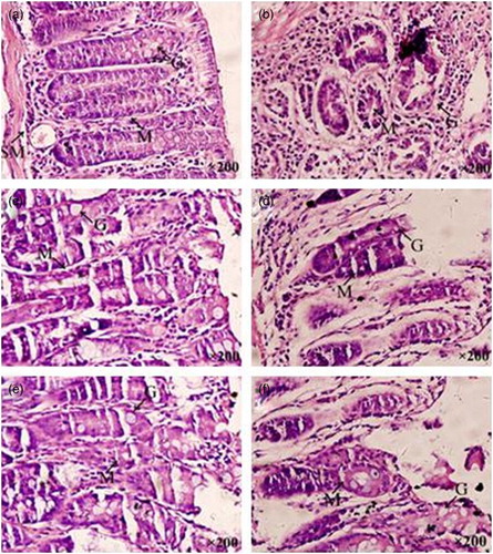 Figure 2. Photomicrograph of the colon of the NC (a), MC (b), H-SOG (c), L-SOG (d), H-IOG (e), and L-IOG (f) groups at week 18. Experimental groups exhibited minor dysplastic changes and injuries with varying degrees compared with the MC group. The H-SOG and H-IOG groups were almost the same as and similar to the NC group. Goblet cells (G), lymphocytic infiltration in mucosa (M), and edema in submucosa (SM) (H&E 200×).
