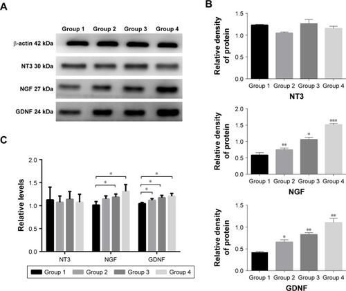 Figure 6 Analysis of NGF and neurotrophic factors.Notes: The protein expression of NGF and GDNF (A) was increased in Group 2, Group 3, and Group 4 (B). The gene expression levels of NGF and GDNF were consistent with the protein expression levels (C). *P<0.05, **P<0.01, ***P<0.005.Abbreviations: GDNF, glial cell-derived neurotrophic factor; NGF, nerve growth factor; NT3, neurotrophin 3.