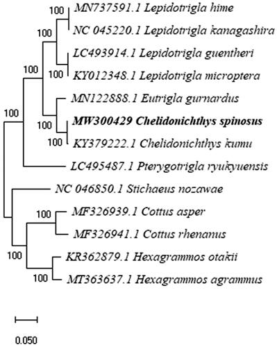 Figure 1. Maximum-likelihood tree of Chelidonichthys spinosus and 12 related Scorpaeniformes based on complete mitogenomes. Bootstrap values based on 1000 replicates and are represented at the nodes.