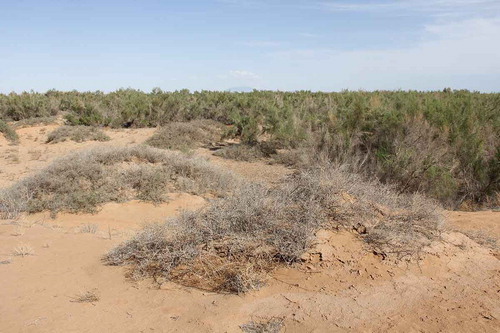 Figure 11. Nebkhas surrounded by planted sand-fixing vegetation were degraded and became a new sand source. Photo by Weicheng Luo