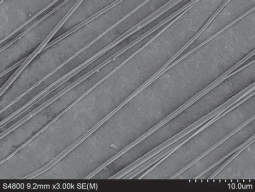 Figure 5. SEM of nanofibers from PLGA-SF NCs prepared at a throw distance of 15 cm and rotational velocity of 1000 r/min. Note the fraction of nanofibers aligned in sequence.
