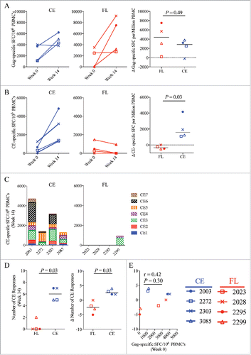 Figure 2. CE-specific IFN-γ T-cell responses in the blood. T-cell responses in Spot Forming Cells (SFC) per on million PBMC were measured before and after vaccination by IFN-γ ELISpot following stimulation with SIV CE or p57 Gag peptide pools. Shown are the mean spot forming cells (SFC) per 106 PBMC corresponding to (A) Gag-specific and (B) CE-specific SFC measured at baseline (week 0) and 2 weeks after the final DNA vaccine dose (week 14) in the CE group (left panels) and FL group (middle panels). (C) The specificities of the CE-specific responses in each animal in the CE group (left panel) and the FL group (right panel) at week 14 were measured against each separate CE peptide pool. (D) Shown are the breadth of CE-specific responses (number of positive CE peptide pools) at week 14 (left panel) and the change of the CE breadth at week 14 versus week 0 (right panel). (E) Analysis of the correlation between the magnitude of Gag-specific SFC prior to vaccination (Week 0) versus the increase in CE breadth post-vaccination (Week 14) was determined by Spearman Rank correlation test. Median values are indicated. P-values were determined by non-parametric Mann-Whitney T tests. P values ≤ 0.05 were considered significant.