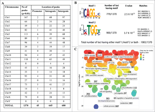 Figure 3. Genomic topological distribution of mrhl RNA ChOP sequence reads and gene ontology analysis. (A) The 1370 sequence reads were classified on the basis of their position in the mouse genome with respect to a particular gene as follows 1) Promoter reads (upto 1.5 kb upstream of a gene) 2) Intragenic reads (within the body of the gene) 3) Intergenic reads (1.5 kb–2.5 Mb Upstream or downstream to a particular gene). (B) Motif analysis of mrhl RNA bound ChOP sequences. Two enriched motifs were identified by the DREME software relative to random sequence control. E value measures the significance threshold for motifs. E < 0.05 indicates statistical significance. Both the motifs show very high statistical significance. (C) Gene Ontology (GO) analysis of the genes associated with the ChOP sequence reads using the REViGO software. Data is represented as a 2D-scatterplot of biological process. Circles are color coded based on GO p-value. The number besides each functional term denotes the number of genes involved in that particular function (pathway).