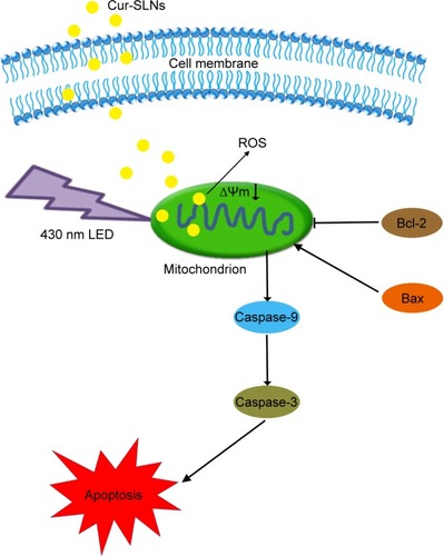Figure 10 The signaling pathways and mechanism of Cur-SLNs in A549 cells.Abbreviations: Cur-SLNs, curcumin-loaded solid lipid nanoparticles; LED, light-emitting diode; ROS, reactive oxygen species.