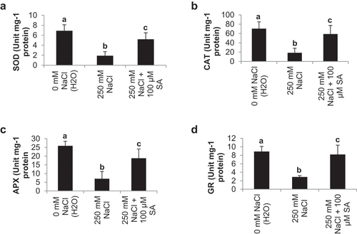 Figure 4. Effect of salinity stress (250 mM NaCl) and salicylic acid (100 µM SA) on antioxidants enzymes- SOD (a), CAT (b), APX (c) and GR (d) in tomato cv, Pusa Ruby at 45 DAS as compared to control (H2O)