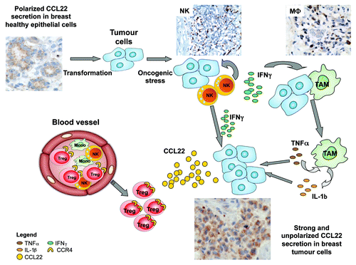 Figure 1. Scheme recapitulating the sequence of events leading to the strong non polarized CCL22 production by tumor cells. Healthy epithelial cells secrete low levels of CCL22 in a polarized manner within the luminal acini, their transformation favor their recognition by infiltrating NK cells leading to IFNγ secretion. IFNγ promoted macrophage activation that will produce TNFα and IL-1β after interaction with breast epithelial tumor cells. Combined action of IFNγ, IL-1β and TNFα will induce non polarized strong CCL22 secretion by tumor cells that will induce the recruitment of CCR4+ Treg from periphery, leading to CCR4 internalization.