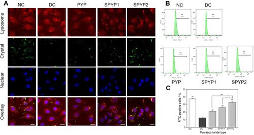 Figure 8 Accumulation of nano-COM crystals in lysosome of damaged cells before and after repair by PYPs with different –OSO3– content. (A) Laser confocal observation; (B) quantitative detection of the proportion of cells with endocytosed crystals by flow cytometry; (C) statistical results of the proportion of cells with endocytosed crystals. Cells were treated with FITC-labeled 200 μg/mL COM crystals (green fluorescence) for 6 h; lysosomes were stained with Lyso-Tracker Red (red fluorescence); cell nuclei were stained with DAPI (blue fluorescence). Polysaccharide concentration: 100 μg/mL; oxalate concentration: 2.6 mmol/L: injury time: 3.5 h; repair time: 12 h. Compared with DC group, **P<0.01. Scale: 20 μm.