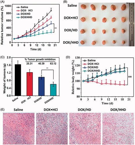 Figure 8. Anti-tumour effect of DOX-loaded polymeric micelles in vivo. A. tumour volumes of each group during the treatment period; B. tumour graphic; C. tumour weight on the last day; D. body weight of tumour-bearing mice; E. HE staining of tumour tissues after treatment.