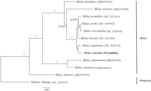 Figure 1. The phylogenetic tree based on the complete chloroplast genomes of 12 species. The numbers above or under the branches show the posterior probabilities. The new complete chloroplast genomes obtained in this study are shown in bold.