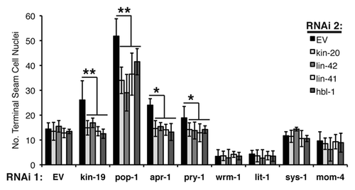 Figure 6 Effect of genetic interaction between kin-19 and heterochronic pathway genes on terminal seam cell number, a measure of asymmetric division. The number of terminal seam cell nuclei was observed in wIs78 animals fed on simultaneous RNAi of kin-19 and the indicated heterochronic pathway gene. Results shown are averages of three trials carried out with n = 50–65 animals for each RNAi condition. Error bars indicate standard deviation. **p < 0.05 and *p < 0.1, indicates statistically significant suppression of kin-19/EV(RNAi) phenotype, determined using students t-test.