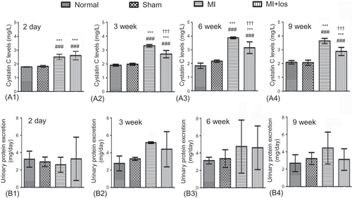 Figure 4. Changes of serum cystatin C and 24 h urine protein in normal, sham, myocardial infarction (MI), and MI+ losartan (los) rats. (A1) Serum cystatin C 2 days post-MI (p < 0.001). (A2) Serum cystatin C at 3 week (p < 0.001). (A3) Serum cystatin C at 6 week (p < 0.001). (A4) Serum cystatin C at 9 week (p < 0.001). (B1) Urine protein 2 days post-MI (p = 0.622). (B2) Urine protein at 3 week (p = 0.110). (B3) Urine protein at 6 week (p = 0.443). (B4) Urine protein at 9 week (p = 0.069). Data are mean ± SD. Notes: ###p < 0.008 versus normal; ***p < 0.008 versus sham; †††p < 0.008 versus MI.