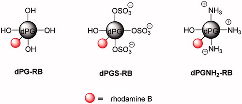 Figure 1. Schematic illustration of rhodamine B labeled dendritic polyglycerol (dPG-RB), dPG sulfate (dPGS-RB), and dPG amine (dPGNH2-RB). Counter ions are not shown for clarity reasons.