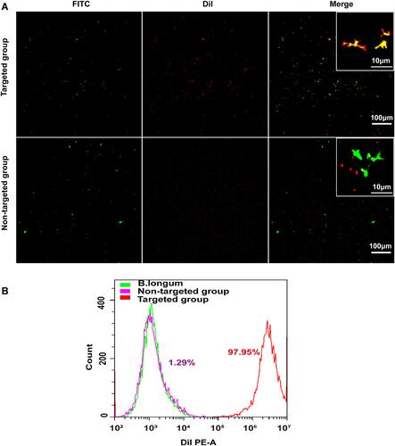 Figure 2 In vitro construction of the biological targeting magnetic NPs. (A) CLSM images of DiI-labeled cationic and non-cationic NPs (red) and FITC-labeled B.Bifidum (green). Compared with the non-targeted group, there was a significantly stronger red fluorescent signal on the surface of B.Bifidum in the targeted group, the scale bar is 100 µm. (B) FCM image of binding efficiencies of PFH@CL/Fe3O4 NPs and B.Bifidum.
