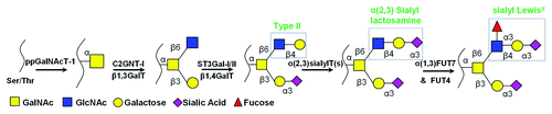 Figure 2. Selectin ligand biosynthetic pathway on PSGL-1: A core-2 O-glycan carrying the sLeX tetrasaccharide is expressed at the N-terminus of PSGL-1. This is synthesized in the Golgi by the action of various glycosyltransferases (GlycoTs).