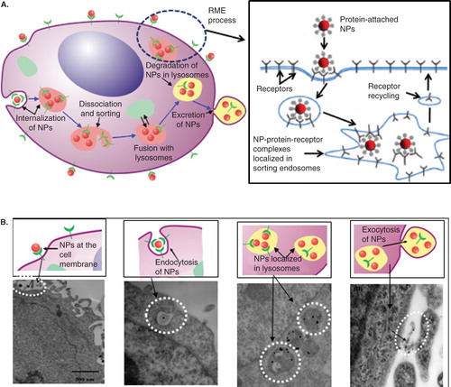 Figure 1. Intracellular uptake, transport, processing, and excretion of NPs. (A) Schematic describing endo-lysosomal pathway (left) and RME process (right) of NPs inside the cell. NPs are internalized by receptor-mediated endocytosis and trapped in endosomes. These endosomes fuse with acidic organelles, lysosomes, for processing. Finally they are transported to the cell periphery for excretion. (B) TEM images capturing different stages of NP transport through the cell. Reproduced with permission from [Chithrani et al. Citation2006, Chithrani & Chan Citation2007, Jin et al. Citation2009].