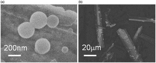 Figure 5. SEM images of GNA-NS (a) and crude GNA powder (b).