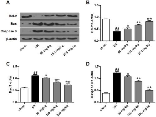 Figure 4 Effects of galuteolin on apoptosis-related proteins in rat cerebral infarction tissues. (A) Determination of the protein expressions of Bcl-2, Bax, and caspase-3 in cerebral infarction tissues of rats by Western Blot. (B) Histogram of BCL-2 protein expression. (C) Histogram of protein expression of Bax. (D) Histogram of caspase-3 protein expression. The β-actin as a standard internal reference.