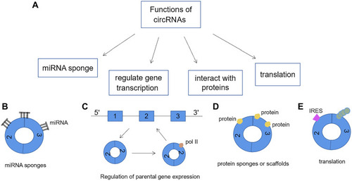Figure 5 (A) The functions of circRNAs: (B) CircRNA can act as a microRNA sponge by combining with miRNA and inhibiting its function. (C) CircRNA may bind to Pol II to enhance transcription of their parental genes. (D) By binding proteins, circRNA can act as a protein sponge to regulate gene expression. In addition, circRNAs can also be scaffolds for protein interactions. (E) As a template for protein synthesis. CircRNA containing internal ribosomal entry site (IRES) elements and an open reading frame can be translated into proteins or polypeptide.