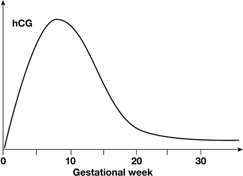 Figure 2.  Schematic view of serum hCG levels during a normal pregnancy.