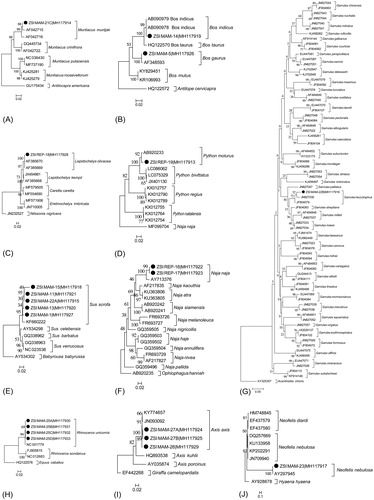 Figure 1. The neighbour-joining trees of the studied confiscated wildlife materials for clustering based species identification. (A) Muntiacus muntjak (B) Bos gaurus (C) Lepidochelys olivacea (D) Python molurus (E) Sus scrofa (F) Naja naja (G) Garrulax leucolophus (H) Rhinoceros unicornis (I) Axis axis (J) Neofelis nebulosa. The generated sequences were marked by black dots in the trees and depicts the cohesive clustering with the available reference sequences acquired from GenBank database. The trees also represent the relationship of the examined species with other congeners.