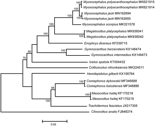 Figure 1. Maximum-likelihood tree for the plain sculpin Myoxocephalus jaok and GenBank representatives of the family Cottidae. The tree is constructed using whole mitochondrial genome sequences. The tree is based on the Hasegawa–Kishino–Yano + gamma + invariant sites (HKY + G+I) model of nucleotide substitution. The numbers at the nodes are bootstrap percent probability values based on 1000 replications.