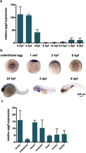 Figure 1. epg5 expression patterns during zebrafish development. (a) RT-qPCR analysis of epg5 expression. The graph shows the relative epg5 transcript abundance in whole zebrafish embryos and larvae, from 0 hpf to 6 dpf. Error bars indicate ± SEM. Data were generated from 3 biological replicates, each a pool of 15 embryos or larvae. (b) Spatio-temporal expression of epg5 transcripts during zebrafish development, as revealed by WMISH performed at the indicated stages. All embryos or larvae are lateral views with the animal pole up (1-cell and 8-hpf) and head pointing to the left (24-hpf, 3-dpf and 6-dpf). Scale bar: 200 μm. (c) Graph showing the relative abundance of epg5 transcripts in zebrafish adult tissues, as determined by RT-qPCR. Error bars indicate ± SEM. Data were generated from 4 adult zebrafish (2 males and 2 females).