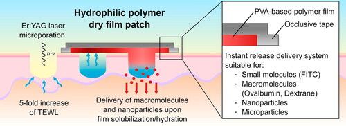 Figure 5. Schematic representation of the use of polymer-based films as a transdermal immunotherapeutic strategy. Water-soluble dry films were developed through blends of PVA, namely with chemically modified cellulose. These films are solubilized when applied directly on microporated skin, facilitated by enhanced water transport from the tissue, which allows for the delivery of small molecules and antigens of interest. Adapted with permission from Ref.Citation126 Copyright 2018, Elsevier.