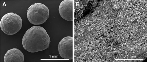 Figure 2 SEM micrographs of drug-loaded cores.