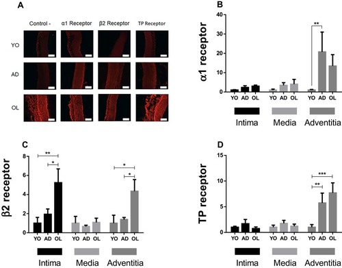 Figure 4 Quantification of protein expression of α1, β2 and thromboxane A2 (TP) receptors in the aortic wall of YO, AD, and OL rabbit. (A) representative images of immunofluorescence to identify α1, β2 and thromboxane A2 (TP) receptors. (B–D) Quantification of the fluorescence of the α1, β2 and TP receptors, respectively, in the tunica of the aortic wall. The number of experiments is 4 in all cases. (A) The length of the white calibration bars are equivalent to 100 μm. *Indicates p<0.05. **p<0.01. ***p<0.001. The expression was always normalized to YO.