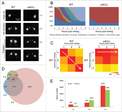 Figure 2. Meiosis is arrested at the pair formation stage in cdk3Δ cells. (A) DAPI staining shows progression through early conjugation in WT and cdk3Δ strains. (B) Time course of conjugation stages in WT and cdk3Δ strains. (C) r values for genes expressions of whole transcriptome of each samples. Higher r value shows samples are more similar and lower r value shows samples are more different. (D) Venn diagram shows overlapping DEGs at 1, 2, and 3 h post mixing. Numbers, gene number of each subset. (E) Numbers of up- and down-regulated genes at 1, 2, and 3 h post mixing.