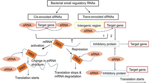 Figure 3 The biological action of small bacterial RNAs. These molecules are classified into cis- and trans-encoded sRNAs. By binding to non-coding region of mRNA or a gene per se, sRNAs either activate or repress the expression of a given protein.Abbreviation: RBS, RNA binding site.