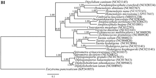 Figure 1. Phylogenetic relationships of F. fasciolaris and other species based on mitochondrial sequence data. The concatenated amino acid sequences of 12 protein-coding genes were analyzed with Bayesian inference (BI), using Eurytrema pancreaticum (KP241855) as an outgroup.
