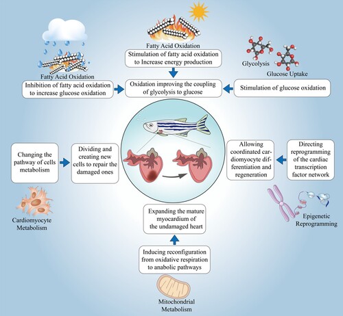 Figure 1. Four pathways of cardiac regeneration of the zebrafish heart.