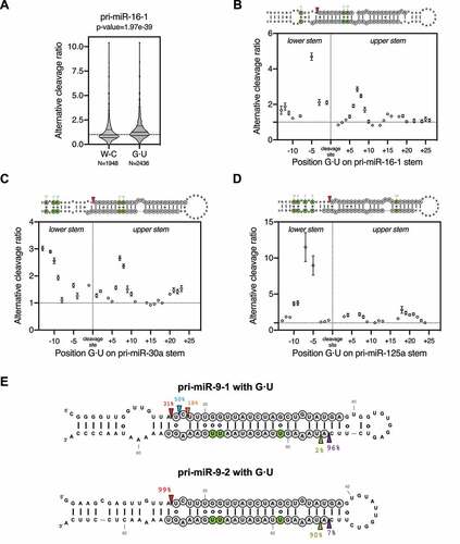 Figure 3. G·U wobble pairs contribute to alternative Drosha cleavage by enhancing pri-miRNA structural flexibility.