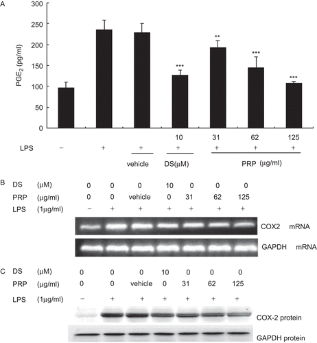 Figure 3.  Pain-relieving plaster (PRP) extracts inhibited lipopolysaccharide (LPS)-induced prostaglandin E2 (PGE2) production and cyclooxygenase-2 (COX-2) expression in peritoneal macrophages (PMs). (A) PMs were pretreated with PRP extracts (31, 62, and 125 µg/mL) for 30 min, and then stimulated with LPS (1 µg/mL). Culture media were collected at 18 h in order to measure PGE2 concentrations using ELISA. Data are presented as means ± SD (n = 6). **P < 0.01, ***P < 0.001 vs. the LPS-treated group. (B) PMs were pretreated with vehicle, diclofenac sodium (DS), or 31.25, 62.5, and 125 μg/mL of PRP at 37°C for 30 min, then 1 μg/mL LPS (final concentration) was added and the incubation continued for another 18 h. Total RNA was extracted and RT-PCR was performed using specific primers as described in Table 1, and then isolated by electrophoresis on 1.5% agarose gels, the typical result of which was shown on the upside of the figure. The figures showed a representative result of three independent experiments. GAPDH expression was used as an internal control for RT-PCR. (C) PMs were pretreated with vehicle, DS, or 31.25, 62.5, and 125 μg/mL of PRP at 37°C for 30 min, then 1 μg/mL LPS (final concentration) was added and the incubation continued for another 18 h. Total protein was extracted, and then equal amounts (30 μg of protein) of protein were subjected to immunoblot analysis for cyclooxygenase-2 (COX-2), as described in “Materials and methods”. Shown are representative graphs of three independent experiments.