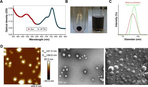 Figure 11 Nanoparticle (NP) characterization.Notes: (A) Absorbance spectrum of NPs in water. (B) NP pellet and suspension in PBS. (C) Intensity-weighted size distribution of NPs before and after purification. (D) Atomic force microscopy. (E) Transmission electron microscopy. (F) Scanning electron microscopy.