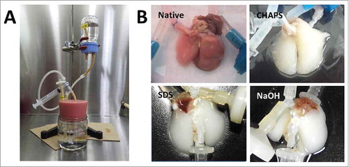 FIGURE 1. (A) Decellularization system of the lung. (B) Gross findings of decellularization of the lungs.