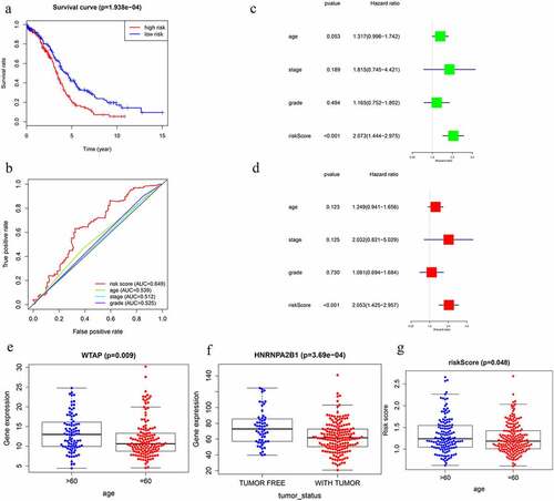 Figure 6. Screening of Prognosis-related m6A RNA methylation regulators. (a) Kaplan–Meier overall survival (OS) curves for patients in the TCGA datasets assigned to the low- and high-risk groups. (b) ROC curve for 5-year survival prediction and clinical characteristics, including age, stage, grade, and risk score. (c) Univariate Cox regression analysis of the associated between clinicopathological factors (including risk score) and overall survival of patients. (d) Multivariate Cox regression analysis of the associated between clinicopathological factors (including risk score) and overall survival of patients. (e) WTAP expression levels in different age groups. (f) The expression levels of HNRNPA2B1 in the TUMOR FREE group and the TUMOR group. (g) RISK SCORE in different age groups