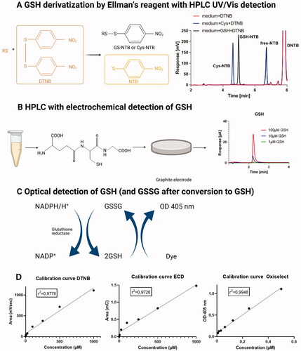 Figure 2. Schematic overview of glutathione detection methods. (A) Mechanism of derivatization of reduced thiols by Ellman’s reagent (DTNB) along with representative chromatograms of standards from HPLC analysis with UV/Vis detection. (B) Principle of electrochemical detection of GSH accompanied by representative chromatograms of standards from HPLC analysis. (C) Principle of photometric GSH and GSSG detection with the Oxiselect assay kit, combined with glutathione reductase dependent reduction of GSSG. (D) Calibration curves are shown for each assay.