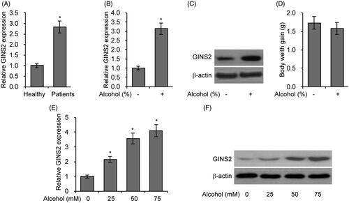 Figure 1. Treatment with alcohol induces GINS2 production in rodent brain tissues and microglial cells. (A) RT-PCR analysis of GINS2 mRNA expression in the serum of 10 healthy people and 10 patients with alcohol abuse. (B) RT-PCR analysis of GINS2 mRNA expression in the brains of mice fed with alcohol (0% or 15%) for 3 weeks. (C) Western blot analysis of GINS2 protein expression in the brains of mice fed with alcohol (0% or 15%) for 3 weeks. (D) Body weight gain in mice fed with alcohol (0% or 15%) for 3 weeks. (E) RT-PCR analysis of GINS2 mRNA expression in mouse microglial cells treated with alcohol (0, 25, 50 or 75 mM). (F) Western blot analysis of GINS2 protein expression in mouse microglial cells treated with alcohol (0, 25, 50 or 75 mM). *p < .05 compared with the control group.