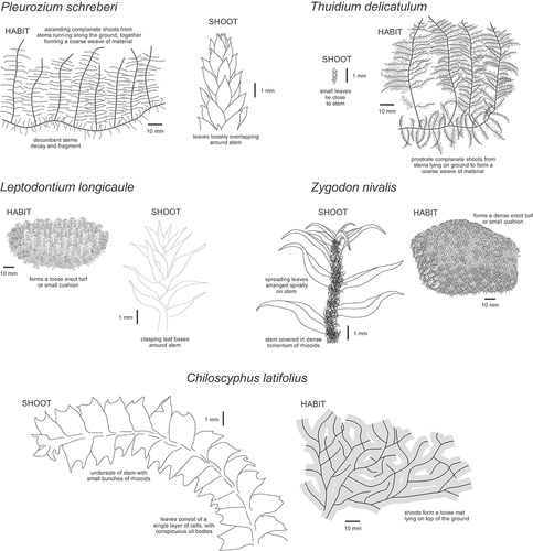 Figure 2. The habit and detailed morphology of the five bryophytes collected in this study: Leptodontium longicaule, Pleurozium schreberi, Thuidium delicatulum, Zygodon nivalis and Chiloscyphus latifolius.