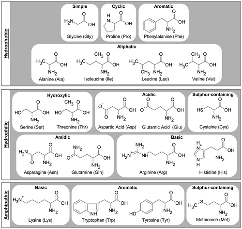 Figure 2. Amino acids grouped as hydrophobic, hydrophilic and amphipathic, and divided into groups according to the characteristics of the side-chains.