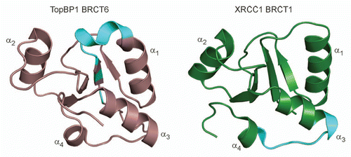 Figure 4 The consensus PAR-binding motif is not conserved in TopBP1 and XRCC1. The PAR-binding motif (cyan) is mapped in the structures of TopBP1 BRCT6 (left) and XRCC1 BRCT1 (right).