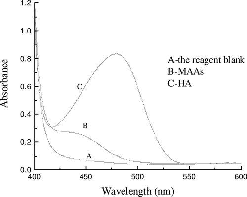 Figure 1.  Absorption spectra of solutions were prepared according to the procedure described in “Materials and methods”. Line A represents the absorption spectra of the reagent blank. Line B represents the absorption spectra of the mixture of amino acids reacted with DAB-QL solution and acetic anhydride. Line C represents the absorption spectra of the mixture of HA reacted with DAB-QL solution and acetic anhydride.