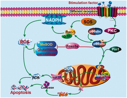 Figure 1. Role of p66Shc in regulation of ROS and apoptosis. Phosphorylated p66Shc (p-p66Shc) stimulates NADPH oxidase complex formation and ROS generation. In addition, p66Shc reduces the expression of antioxidant enzymes (e.g., MnSOD), p-p66Shc is transported into mitochondria, and then p66shc is released from the high -molecular-mass complex that contains TOM, TIM, and mHSP70, the released p66Shc acts as an oxidoreductase and promotes ROS generation, eventually leading to cellular oxidative injury and apoptosis. (see details in the text).