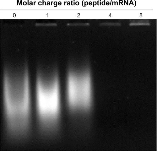 Figure S2 Electrophoretic mobility shift assay shows complexation of mRNA and CRPPR-R9.Notes: EMSA was conducted to investigate if CRPPR-R9 complexes with mRNA. A mixture of CRPPR-R9 and mRNA produced visible retarded RNA bands from a molar charge ratio of one ([positive amines in peptide] to [phosphates in mRNA]) and a complete complexation was observed in a molar charge ratio of 4 or above. Unbound mRNA bands look smeared because different sizes of polyA tail (10–1,000 bp) were added to eGFP mRNA during polyA tailing.Abbreviations: bp, base pairs; eGFP, enhanced green fluorescence protein; EMSA, electrophoretic mobility shift assay.