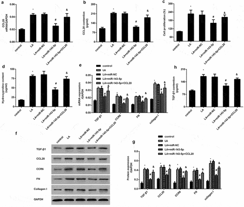 Figure 4. Elevation of miR-143-5p reverses lead acetate-induced proliferation and dysfunction of renal fibroblasts by targeting CCL20. Fibroblasts were transfected with miR-143-5p mimics or recombinant CCL20 plasmids, prior to lead acetate exposure. Then, the transcripts (a) and production of CCL20 (b) were analyzed by qRT-PCR and ELISA assay. The subsequent effects on cell proliferation (c), hydroxyproline levels (d), ECM-related gene expression (e-g) and TGF-β1 (h) were detected. *P < 0.05 vs. control group. #P < 0.05 vs. LA-treated group. &P < 0.05 vs. LA+miR-143-5p-treated group.