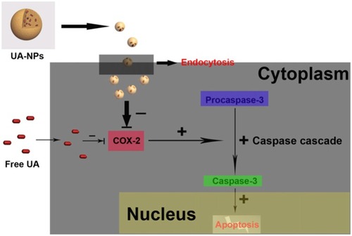 Figure 6 A schematic representation of UA-NPs induced cell death by inhibiting the COX-2 and activating the caspase-3 cascade. Reprinted with permission from Elsevier: Int J Pharm, Delivery of UA in polymeric nanoparticles effectively promotes the apoptosis of gastric cancer cells through enhanced inhibition of cyclooxygenase 2 (COX-2), Zhang H, Li X, Ding J, et al. Copyright 2013.Citation174Abbreviations: UA, ursolic acid; COX-2, cyclooxygenase 2.