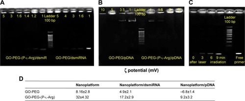 Figure 3 Gel retardation assay for nanoplatforms/dsmiR-101 complex ratio between 1 and 5 (A) and nanoplatform/pDNA ratio between 1 and 10 (B). Effect of laser irradiation in dsmiR release was detected every 3 min during irradiation (C). Zeta potential of nanoplatform in complex with pDNA and dsmiRNA measured in DD water (D).Abbreviations: DD, distilled deionized; GO, graphene oxide; PEG, polyethylene glycol; P-l-Arg, poly-l-arginine; pDNA, plasmid DNA; dsmiRNA, double-strand microRNA.